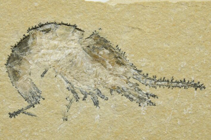 Cretaceous Fossil Shrimp - Lebanon #376602